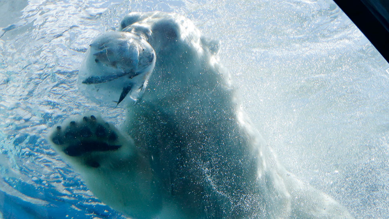 Illustration for article titled Adorable Photos of Zoo Animals Eating Popsicles During Heatwave